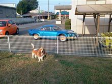 やっぱり、フレンチ犬。