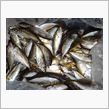 さて、本日の釣果は？