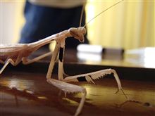 コカマキリ