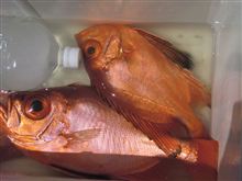大原　臼井丸　根魚五目