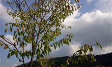 春はサクラから、秋も桜から