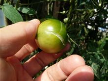トマトの実が裂果し、茎から根が出てる