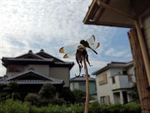 赤トンボとウロコ雲