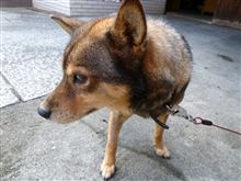 ココア君の弱点は左耳の後ろである