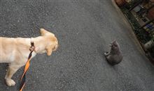 ≪ショートブログ≫  ”にゃんこ” との遭遇・・・☆