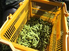 枝豆を収穫しました