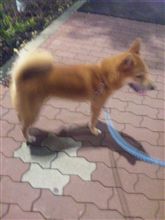 プラチナ
