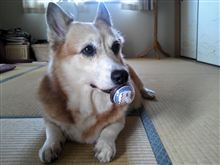 やっとこ準備完了+.(･∀･)ﾟ+.ﾟ 