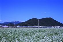 蕎麦の花