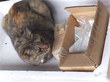 猫様 猫様