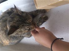 今日も、元気です。 今日も、元気です。