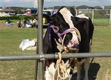 土曜の牛の日