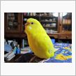グルメなインコ
