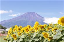 ひまわりと富士山！