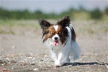リリィとお散歩【葛西のなぎさ】へ