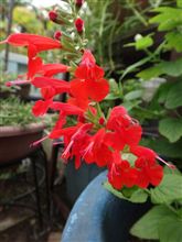 今日の花