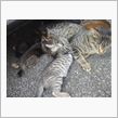 子猫達の無事確認♪