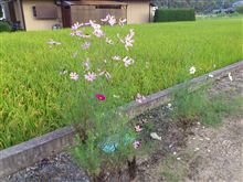 庭のコスモス～…。