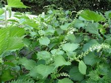 青シソの花が咲いてる
