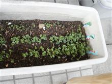 白カブ、赤カブ、大根、の、芽が出ました10/4（木曜日）