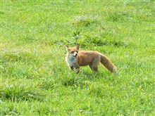 キタキツネ