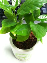 Green　&amp;　￥100