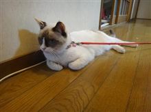 今日のシャムさんJr達 今日のシャムさんJr達