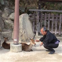 宮島にいます。