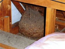 本日の小屋裏♪