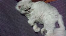 そう言えば、載せるのを忘れてた写真がありました。