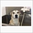 3ヶ月ぶりの洗犬