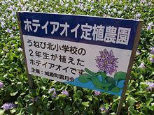 ホテイアオイの群生を見に行って来ました！