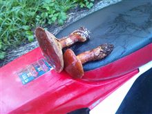 Flower Iguchi mushroom.