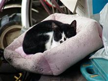 (=^ェ^=)　ニャニャめになっても寝たいのね、、、