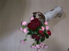 ありがとねー