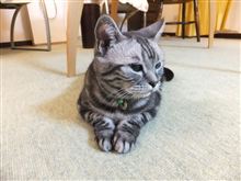 ナナの夜のライバル