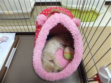 ハッピーの新しいお家