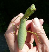 カマキリ全員集合！