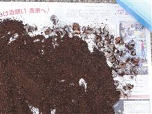 カブトムシのその後