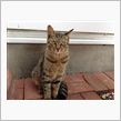 ゴゴは家猫へ、トラは野良に戻 ...