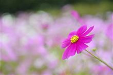 コスモの花言葉は～