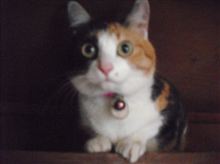 猫、ぼける