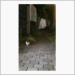 にゃーにゃーにゃー(・ω・&#180;)