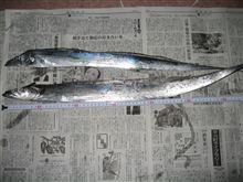 太刀魚は太刀魚？？？（笑）