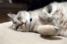 今夜のねこ