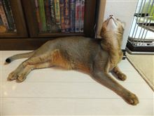 新しい首輪を買って！