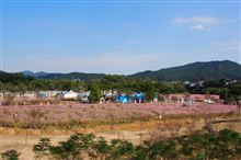 仁淀川　ダヴィッドソンに　芋けんぴ