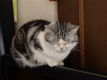 婚姻（離婚）届けを考える