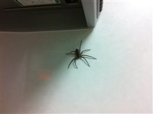 ご無沙汰しております