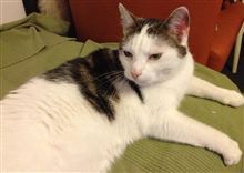 相方猫に戻ったね。